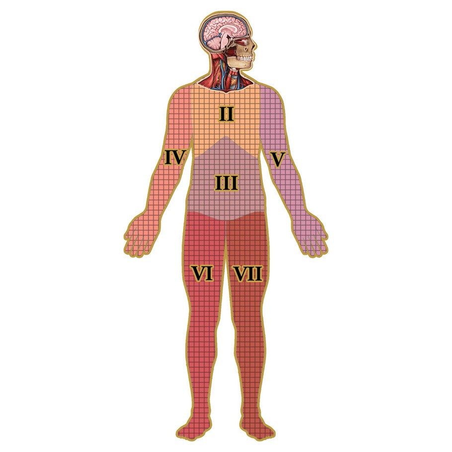 Puzzle - Genius Games - Dr Livingston: Human Head (538 Pieces)