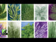 Herbaceous