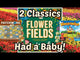 Flower Fields