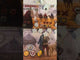 Duel of Meloch *PRE-ORDER*
