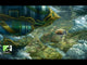 Fantasy Frontier