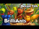 BrilliAnts