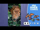 Earth: Animal Kingdom *PRE-ORDER*