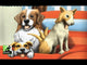 Dogs