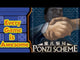 Ponzi Scheme