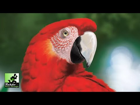 Life of the Amazonia (Minor Damage)