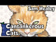 Cantankerous Cats