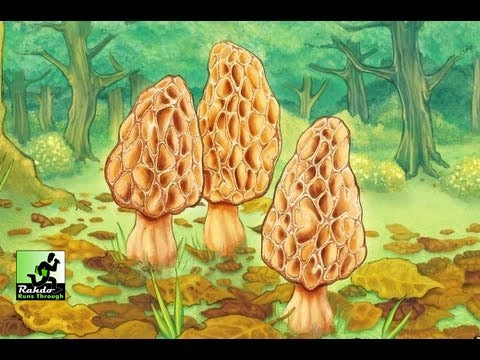 Morels