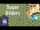Sugar Gliders (Import)