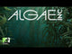 Algae, Inc.