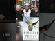 Wingspan Pocket *PRE-ORDER*