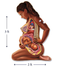 Puzzle - Genius Games - The Pregnant Mother Anatomy Jigsaw Puzzle (488 Pieces)