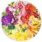 Puzzle - Ravensburger - Circle of Colors - Fruits & Vegetables (500 Pieces)