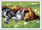 Ravensburger CreArt Paint - Sleeping Cats and Dogs