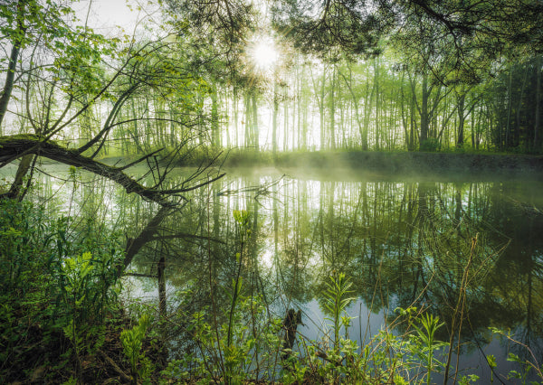 Puzzle - Schmidt Spiele - Stefan Hefele: Homeland jungle (1000 pieces)