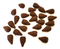 Top Shelf Gamer - Pinecone Tokens compatible with Cascadia™ (set of 25)