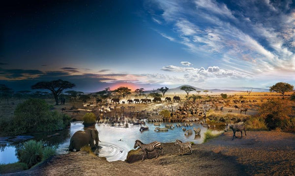 Puzzle - 4D Cityscape - Stephen Wilkes Serengeti National Park, Day to Night (1000 Pieces)